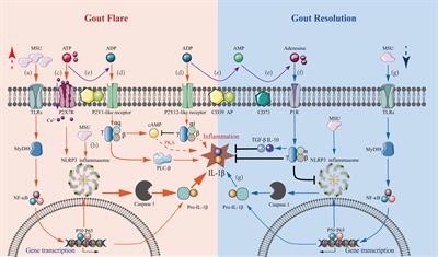 Purinergic Signaling in the Regulation of Gout Flare and Resolution